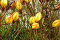 Gentianella hirculus