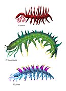 Hallucigenia sparsa, un lobopodien, assez proche des actuels onychophores