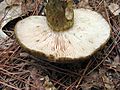 Lactarius atroviridis