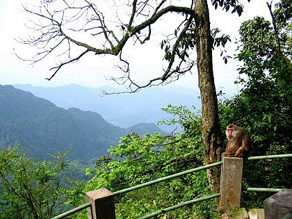 Macaco de la regió