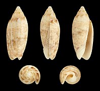 Oliva semmelinki, Shell