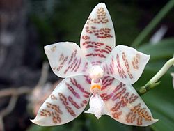 Phalaenopsis hieroglyphica [Rchb.f] Sweet 1969