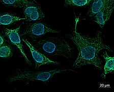 cell staining