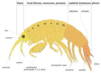 Schéma stavby těla různonožců (Amphipoda), složeného z hlavy, hrudi a zadečku