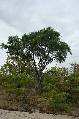 Boscia albitrunca, Ботсвана