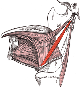 Musculus stylohyoideus