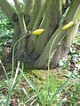 Tulipa sylvestris