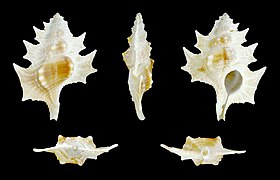 Biplex perca (Maple Leaf Frog Shell), Shell