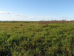 Paludi negli Esteros del Iberá