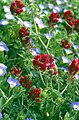 Hedysarum coronarium und Convolvulus tricolor