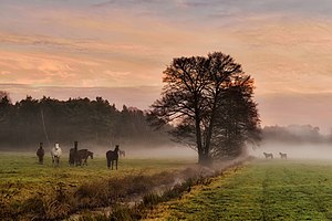 26. Platz: Tanneberger Neu! mit Morgenstimmung auf einer Pferdekoppel im Naturpark Niederlausitzer Landrücken, westlich des Spreewalds