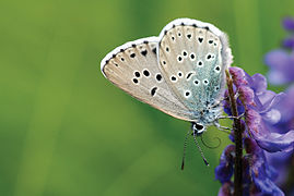 February 21: the butterfly Phengaris arion