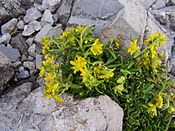 Saxifraga aizoides