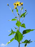 Bloem met blad van de aardpeer