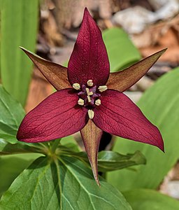 "Trillium_erectum.jpeg" by User:The Cosmonaut