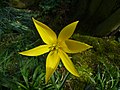 Tulipa sylvestris flower