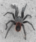 Thumbnail for Aphonopelma caniceps