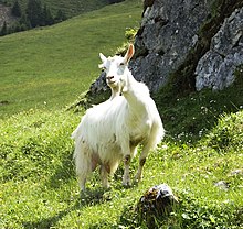 Appenzell Goat (552849728).jpg