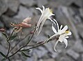 White Coville's columbine closeup, near Morgan Pass