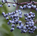 Blue elderberry, closeup of berries