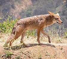 Quyuti (Canis latrans), huk ñuñuq.