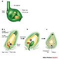 Dobre fertilización.