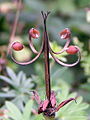 Puklý plod kakostu krvavého (Geranium sanguineum)