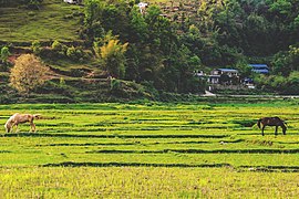 पोखराको फाँट मैदानमा रहेका घोडाहरू