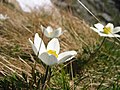 Альпийская сон-трава (Pulsatilla alpina)