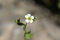 Saxifraga osloensis