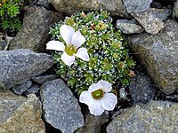 Saxifraga iranica