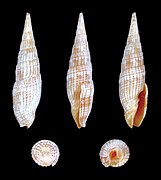 Vexillum costatum (Taki's Mitre), Shell