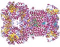 Coenzim Q: citocrom c – reductasa hetero23mer, Saccharomyces cerevisiae