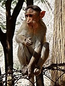 Bonnet macaque