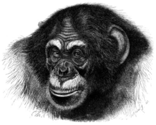 Chimpansip uyan