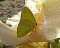 Cloudless Sulphur butterfly