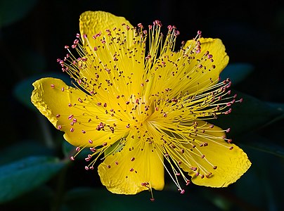 Hypericum calycinum, by JJ Harrison