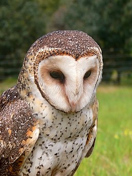 Tyto novaehollandiae