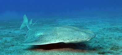 Ange de mer (Squatina squatina, une espèce de requin en voie d'extinction)