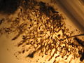 Chironomidae hatching