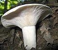 Lactarius piperatus