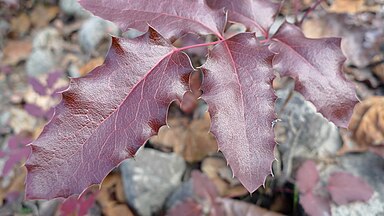 Mahonia aquifolium (syn: Berberis aquifolium) near the Columbia River in East Wenatchee, Douglas County Washington