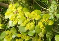 Chrysosplenium alternifolium