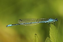 Coenagrion puella LC0315.jpg