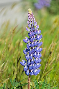 "Lupinus_polyphyllus_in_Canterbury_Region_07.jpg" by User:Tournasol7