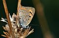 Lycaena phlaeas