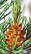 Male cones of a pine