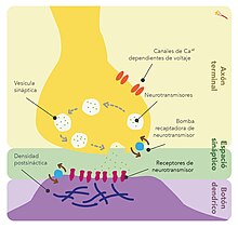 Principais elementos dunha sinapse prototipo. As sinapses son os saltos entre as células nerviosas. As células nerviosas convirten os seus impulsos eléctricos en ráfagas de retransmisores neuroquímicos, os neurotransmisores, que viaxan a través da sinapse a receptores nas dendritas das células fronteirizas, provocando que as recorran máis impulsos eléctricos.