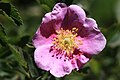 Wood's rose (Rosa woodsii), flower closeup