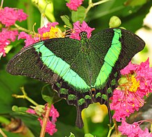 Emerald Swallowtail.jpg